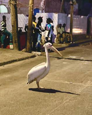 Senegal_Seite_05_Bild_0002